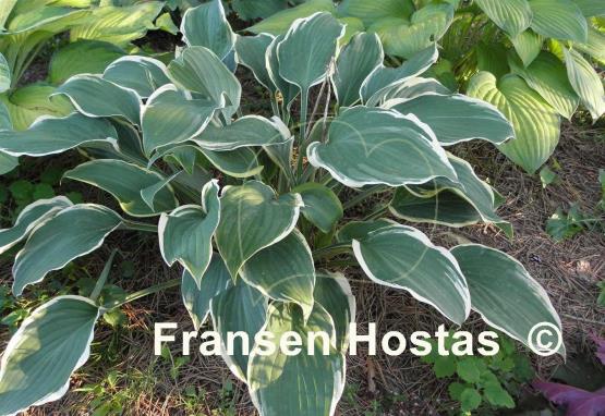 Hosta Irish Eyes